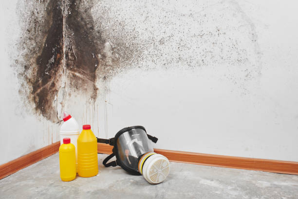 Best Kitchen Mold Remediation in Brushy, OK