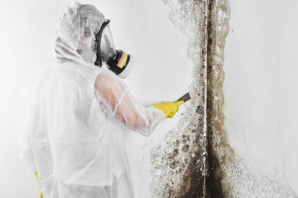 Best Insurance-Related Mold Remediation in Brushy, OK