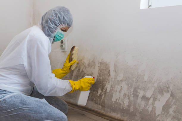 Best Industrial Mold Remediation in Brushy, OK