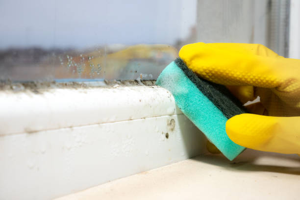 Best Mold Remediation for Specific Building Types in Brushy, OK