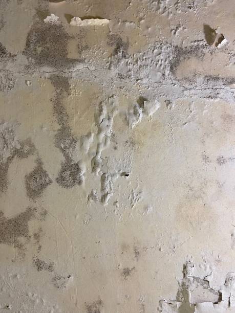 Best Kitchen Mold Remediation in Brushy, OK