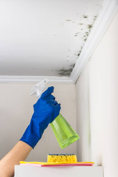 Best HVAC Mold Remediation in Brushy, OK
